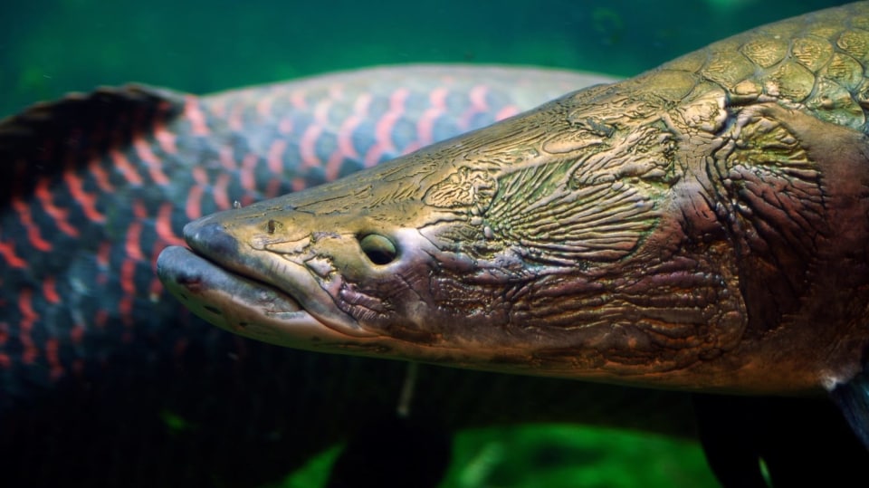 Arapaima obrovská